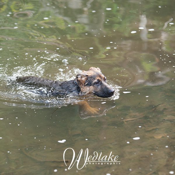 doggie paddle